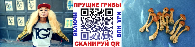 Галлюциногенные грибы Psilocybe Дорогобуж